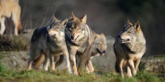 les loups de chabrieres credit photo Loups de Chabrières S. DESCHAMPS 